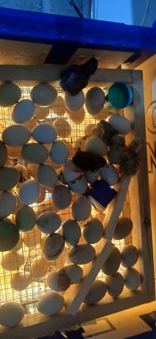 Инкубатор ясаб берамиз 12 х 220 волт