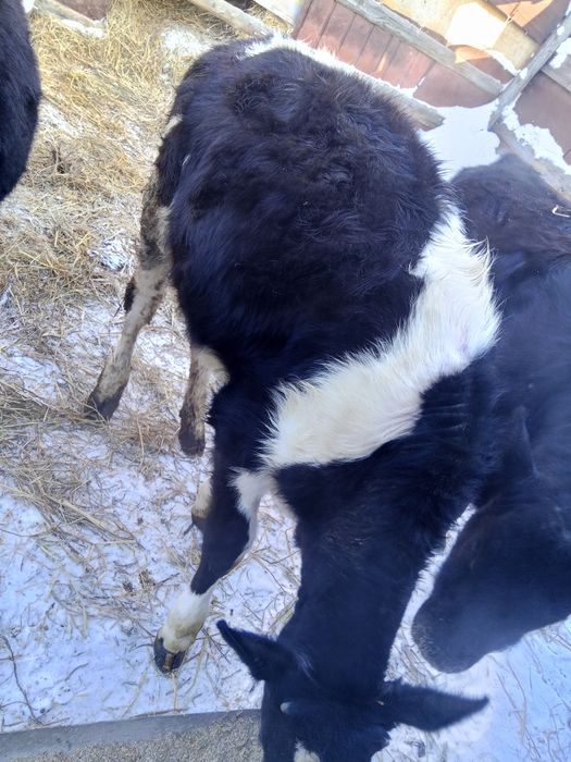 Продам 2х телочек