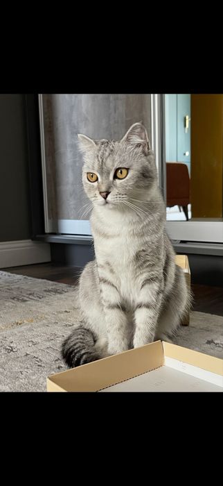 Потерялась кошка