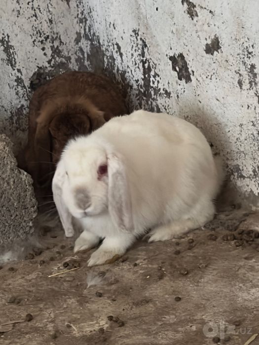 Mitti dekorativ quyonlar sotiladi