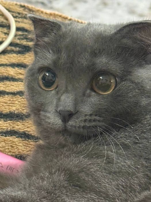 Отдаётся в добрые руки кошечка Шейд