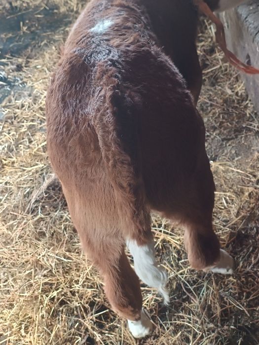 De vanzare vitea balțata