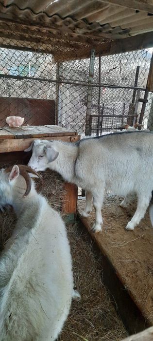 Зааненские козлята