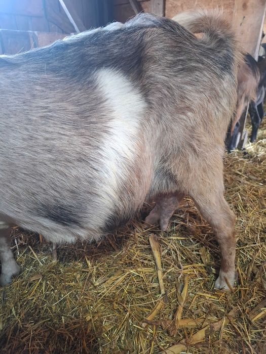 Vand o capra pt sacrificat