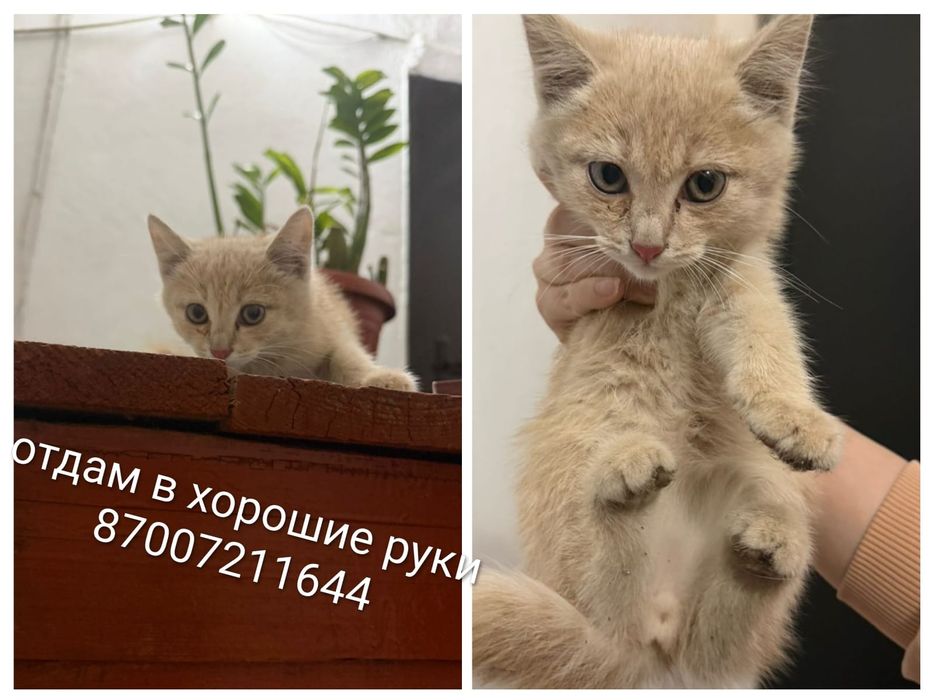 Котики в добрые руки