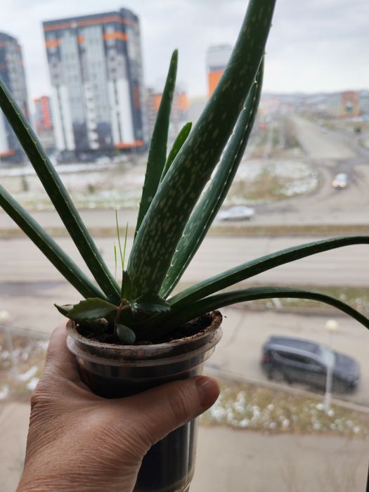 Продам алоэ и денежное дерево