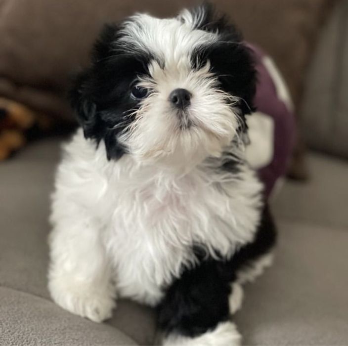 Прекрасные малыши Ши-тцу.