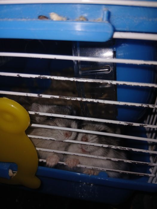 Хомяки с клеткой