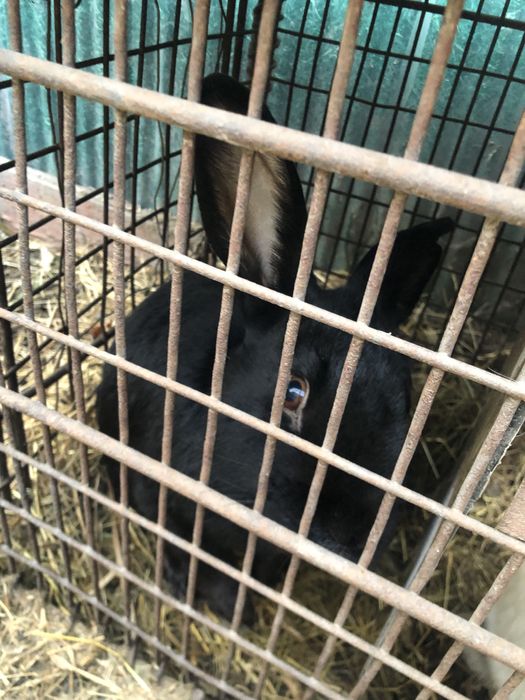 Кролики 2-3года………..