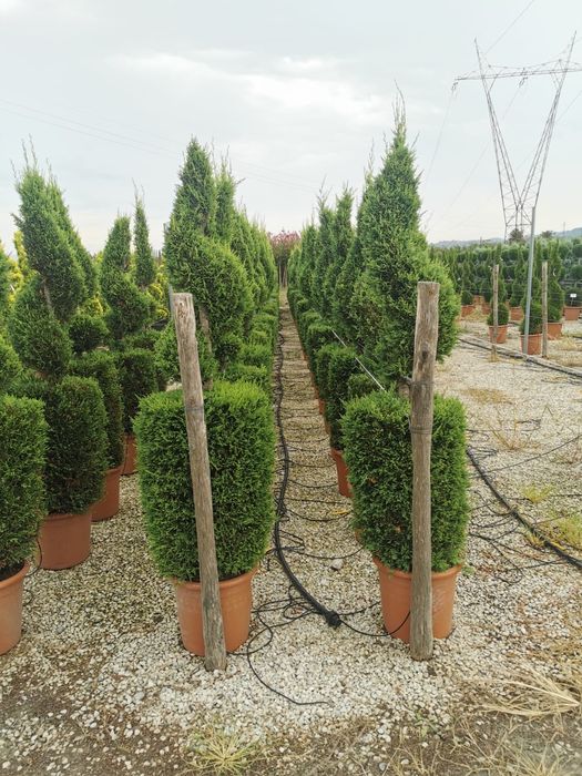 Spirală gold Pon pon blue  Pon pon verde calitate extra