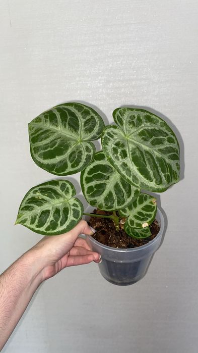 сортовые антуриумы сильвер блаш и вейчи