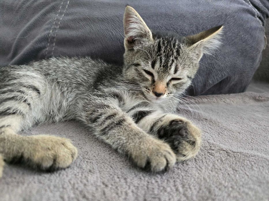 Котенок ищет дом