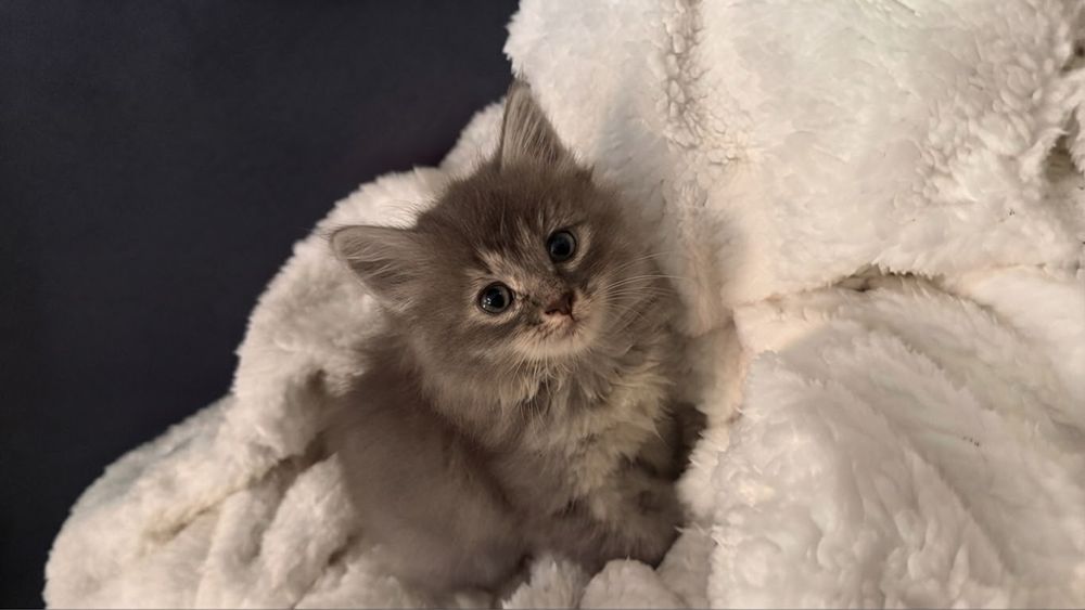 Отдам котят в добрые руки