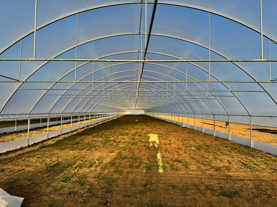 Solare legume , flori