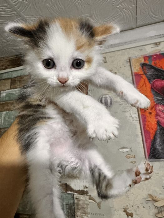 Отдам котят в добрые руки