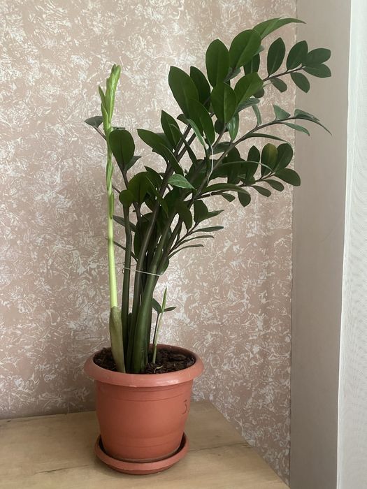 Домашние цветы.