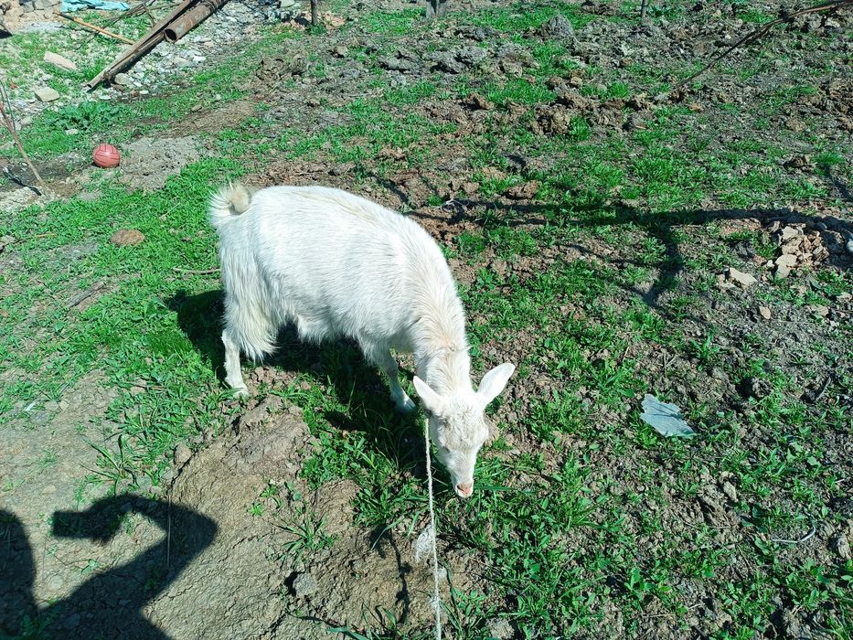 Ечки яхши порода