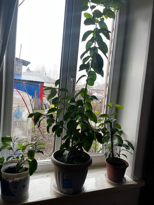 Продам дерево лимона