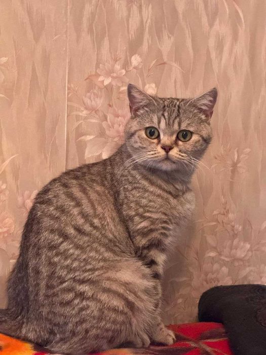 Отдам в Хорошие Руки 2 Кошки в связи с Переездом!