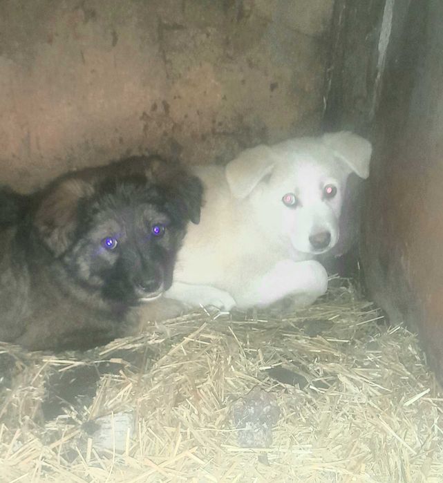 Отдам щенков в добрые руки