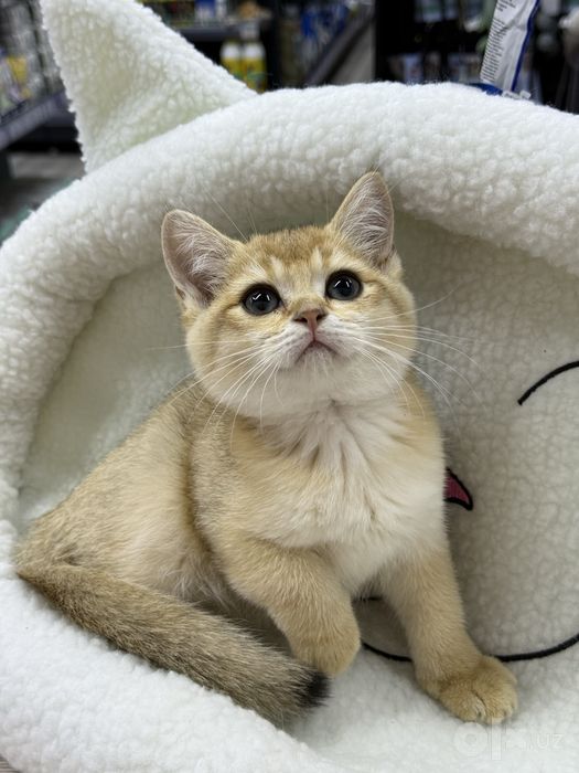 Шотландский золотой шиншилла