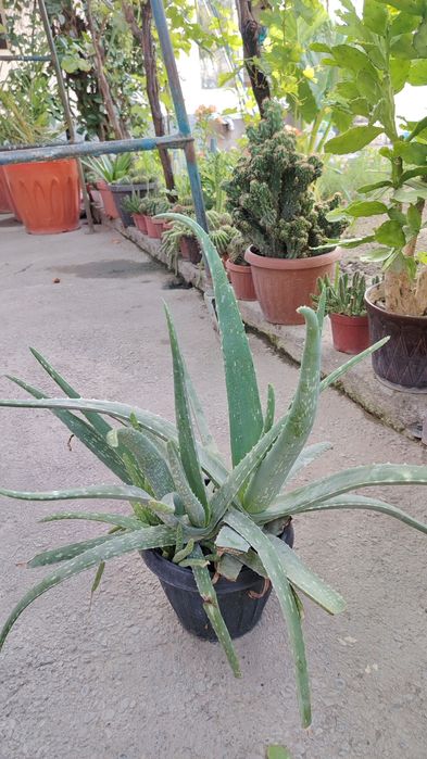 Kaktus va aloe xona gulllari
