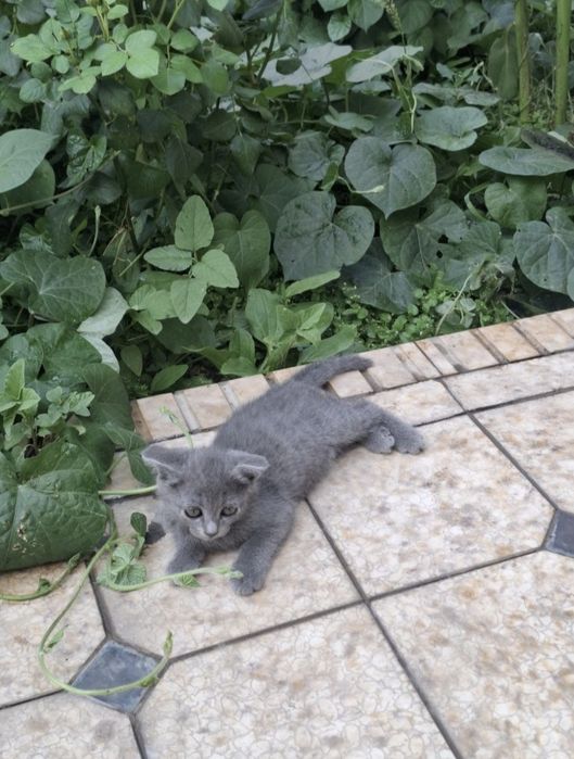 Шотландские вислоухие котята