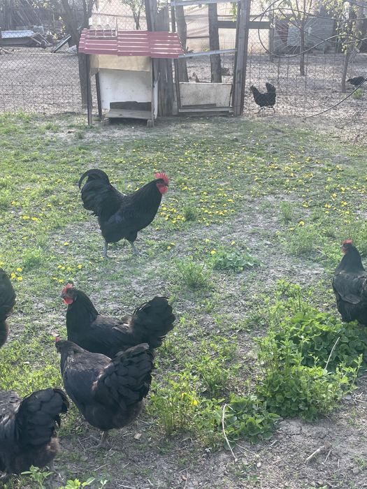 Vand familie gaini Australorp si fam.gaini pitice