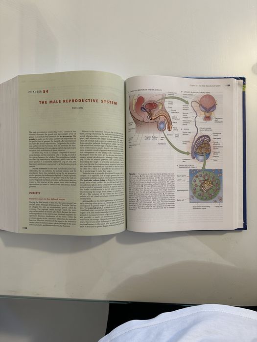 Boron 2nd edition (updated version)