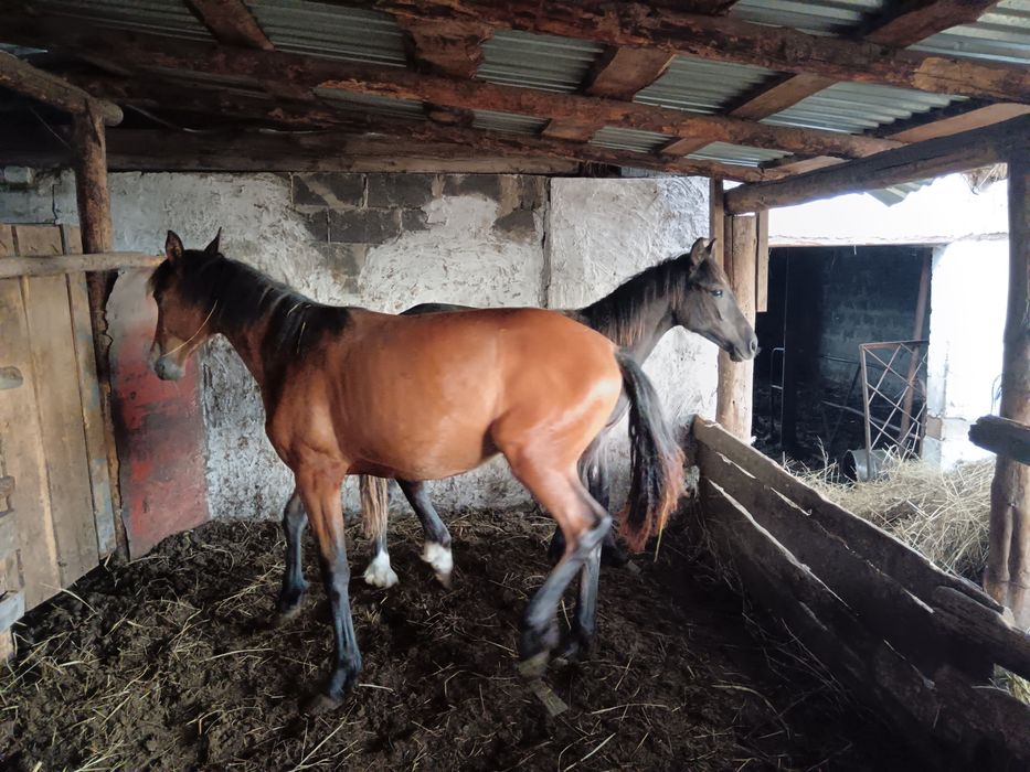 Тайлар бир жылдыктар