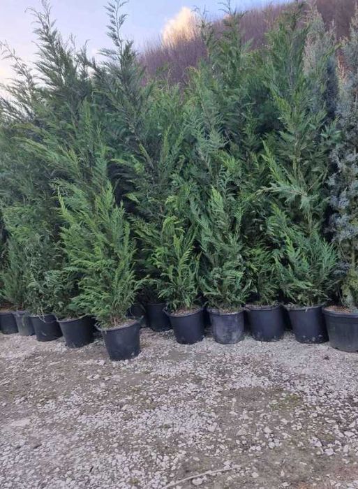 Cupressocyparis Leylandi Vesnic Verde pentru Alei