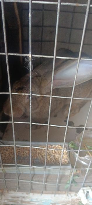 Продам дом.кроликов