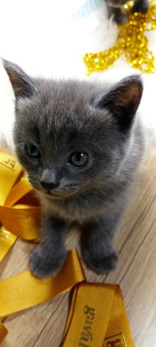 Породистые котята 2 месяца игривые здоровые Скоттиш-страйт 2шт