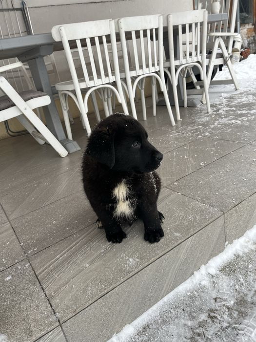 Donez căței Rottweiler cu ciobanesc