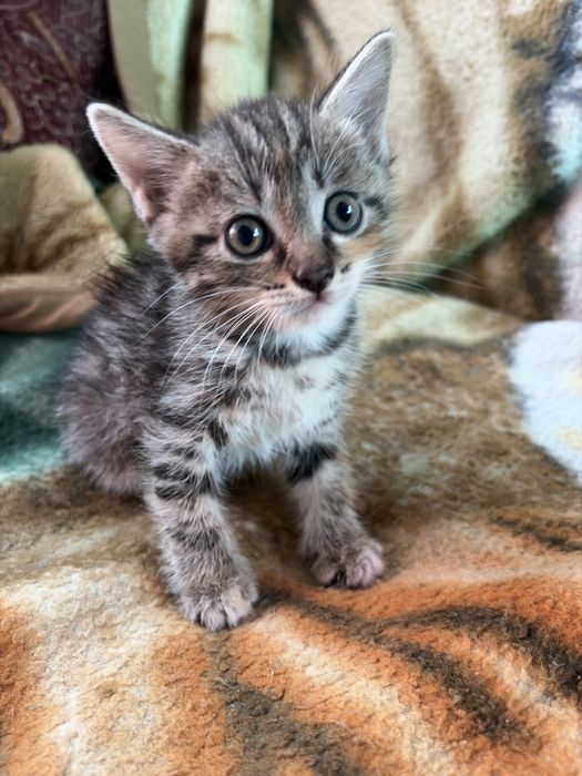 Отдам котят срочно