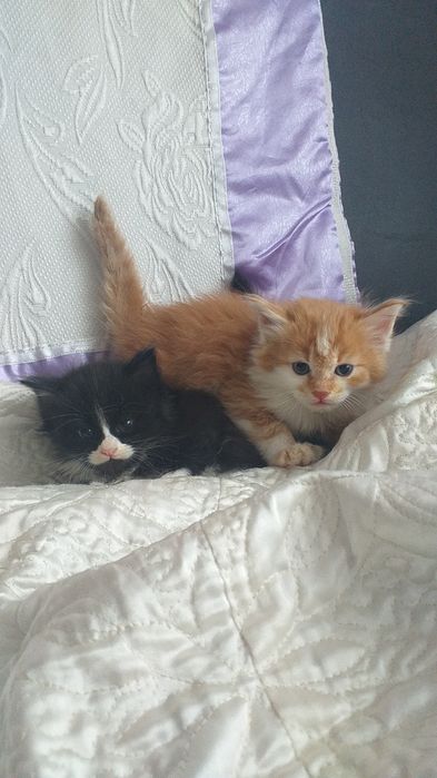 Мейн кун котята классик биколор