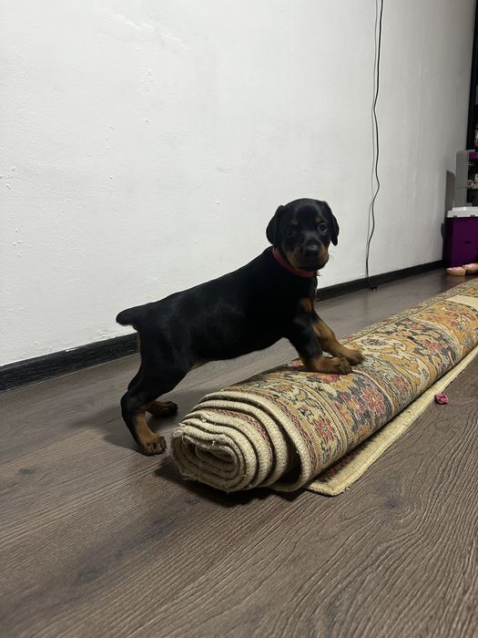 Бронь щенков добермана