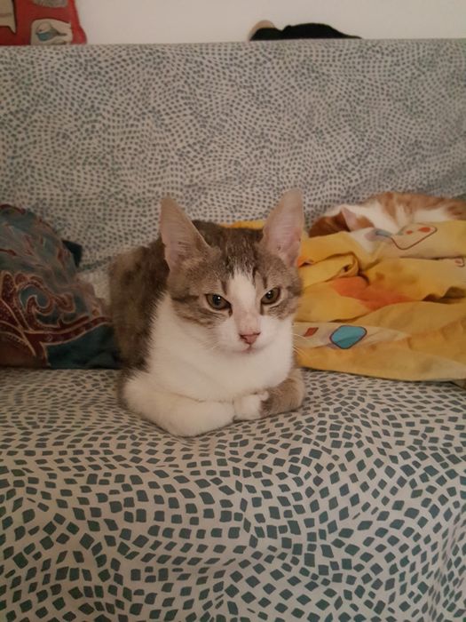 Spre adoptie pisic 3-4 luni