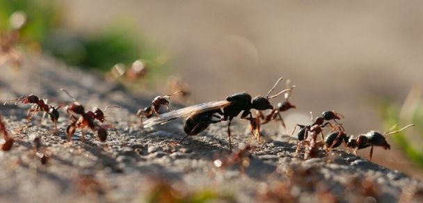 Messor muticus  самка с рабочими