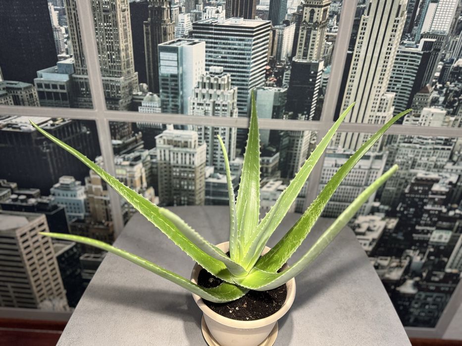 Продам Алоэ вера