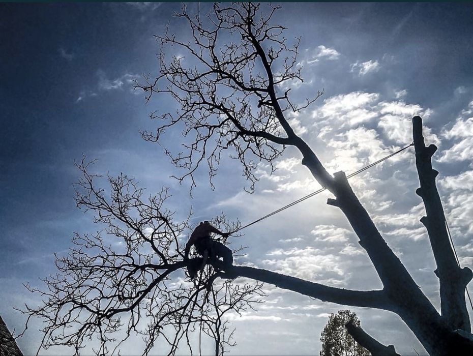 Arborist, toaletari/taieri/curatari arbori, alpinist in copaci