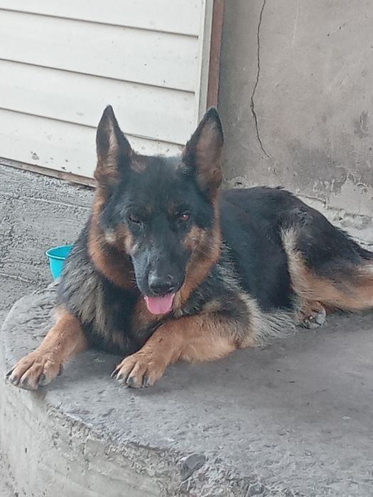 Щенок помесь овчарка