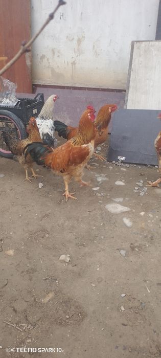 Кораздар сатылады