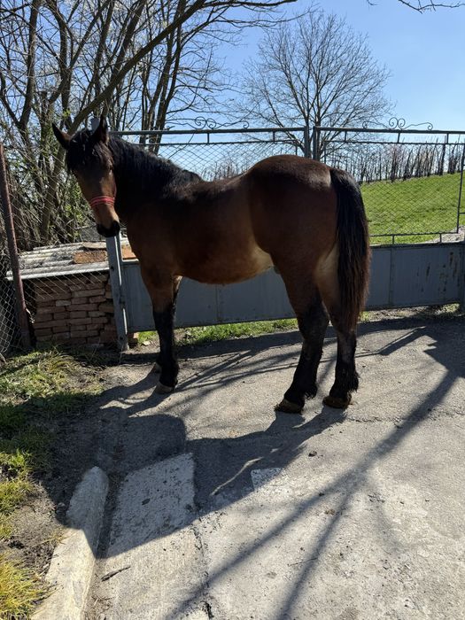 Vand urgent manz de un an foarte bine intretinut