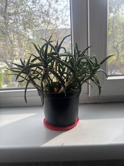 Продам цветы разные