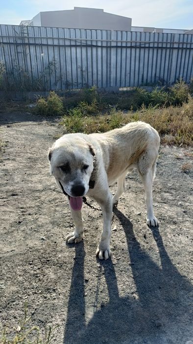 Отдам собаку в добрые руки