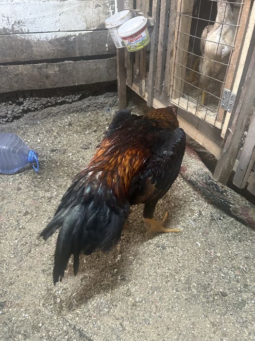 Продам дакана иньский