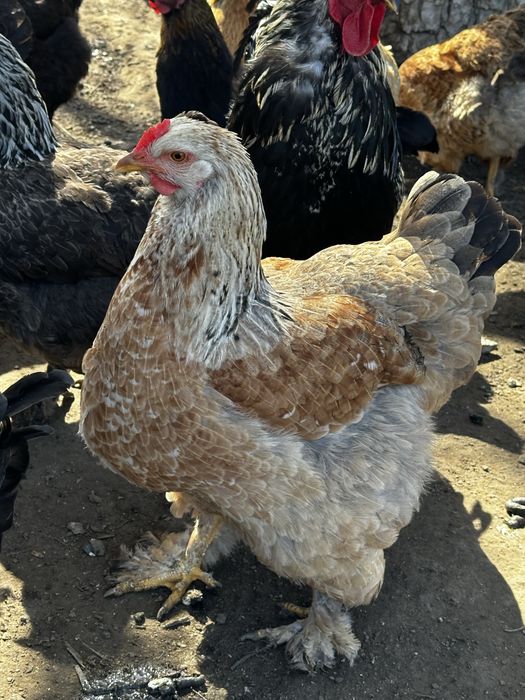 Инкубационные яйца Брама