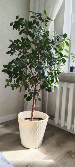 Фикус мокламе (миллионерша)