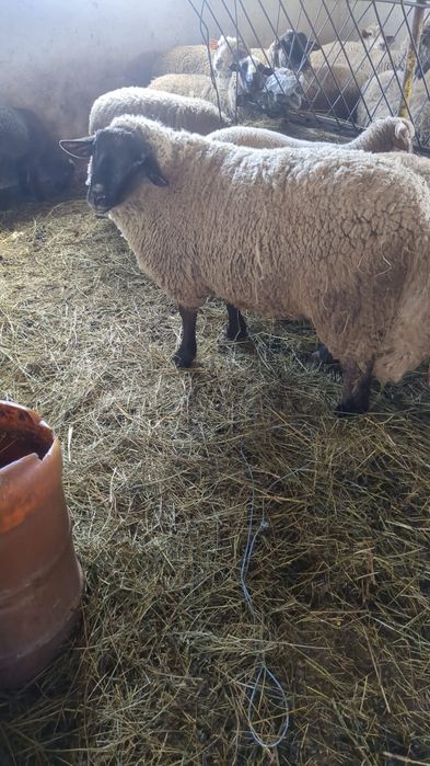 Berbec sulfoc de vanzare